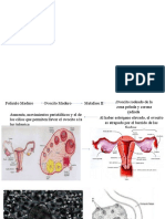 Desarrollo embrionario y fetal en las primeras semanas de gestación
