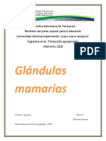 glandulas mamarias