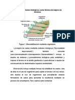 Métodos Biológicos Como Técnica de Mejora de Terrenos