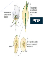 Formación de Frutos.