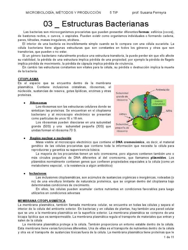 Estructuras Bacterianas y Funciones | PDF | Las bacterias | Tinción