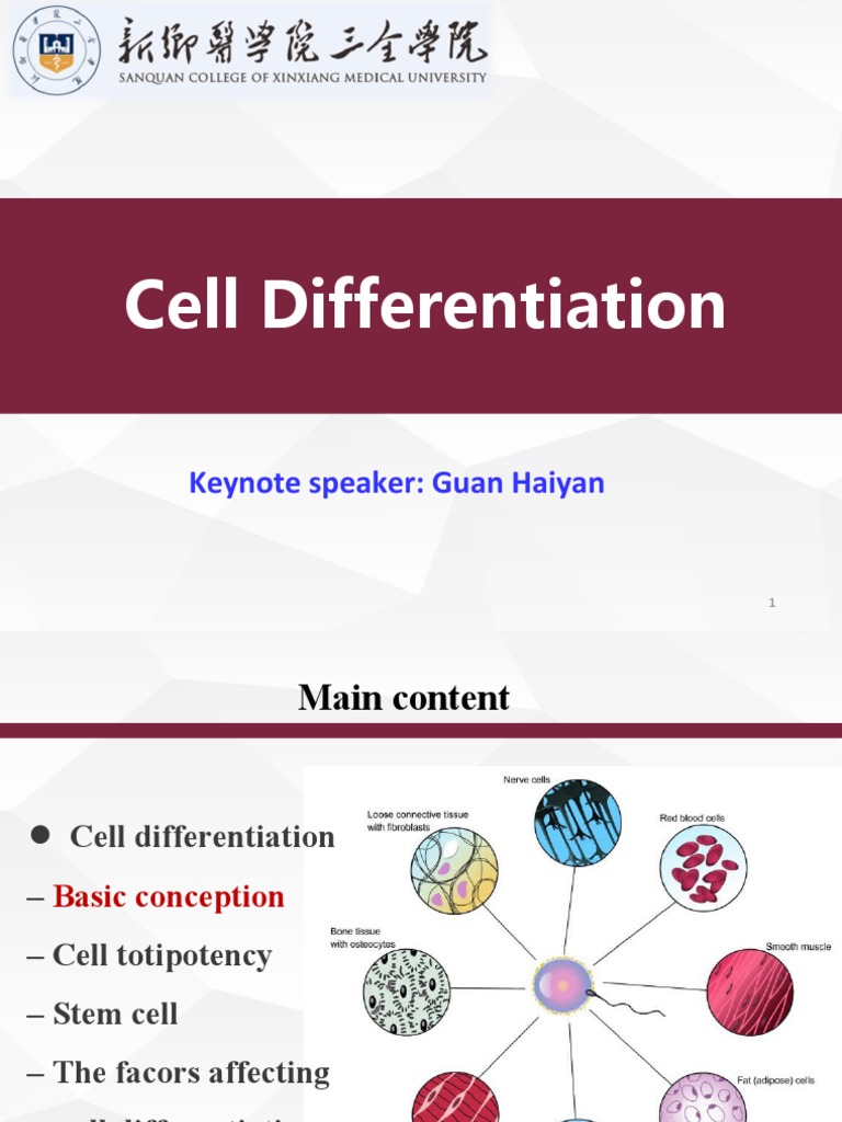 Factors Influencing Cell Differentiation | PDF | Cell Potency ...