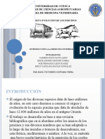 Origen y Evolución - Porcinos