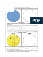 Cilindros células epiteliales y estructuras diversas