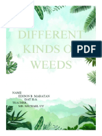 Different Kinds of Weeds: Name: Edison B. Mabatan Dat Ii-A Teacher: Mr. Michael Uy