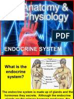 Anatomy Endocrine System