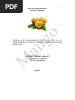 Download Investigacin sobre mango Mangifera indica by PhD Antonio Vsquez Hidalgo SN57200805 doc pdf