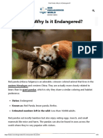 Red Panda - Why Is It Endangered