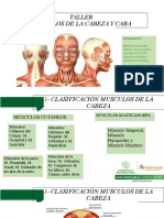 Musculos de La Cabeza y Cara EXP