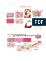 HISTOLOGIA  ANIMAL