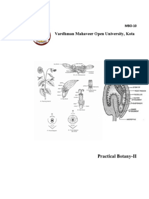 MBO10, PDF, Petal