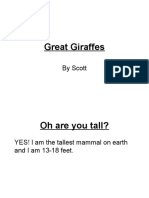 Great Giraffes