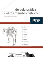 Roteiro de aula prática ossos membro pélvico e membro inferior