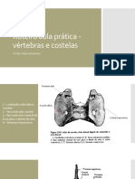 Roteiro Ilustrado Aula Prática - Vértebras