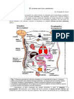 El Sistema Nervioso Autonomo