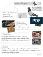 Pigeon Lecture Et Questions BDG B