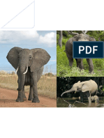 1280px-Elephant Diversity