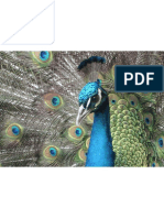 Head_Peacock