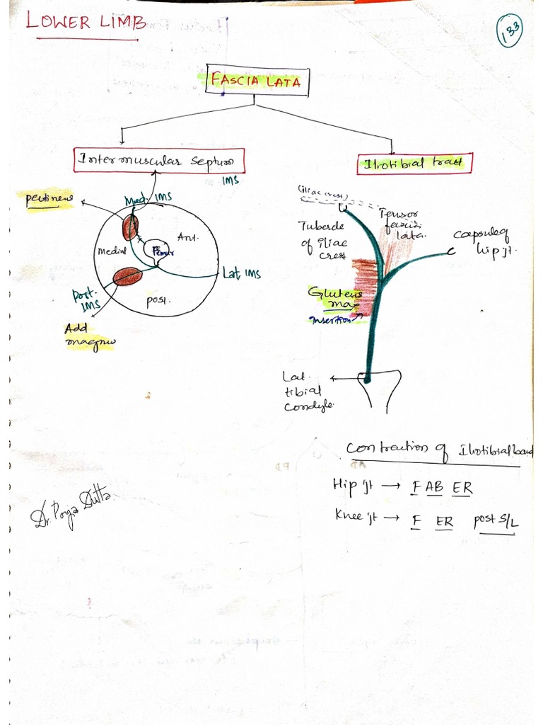 Lower Limb Notes Ashwani Sir Class Pdf