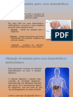 Obtenção de Matéria Pelos Seres Heterotróficos