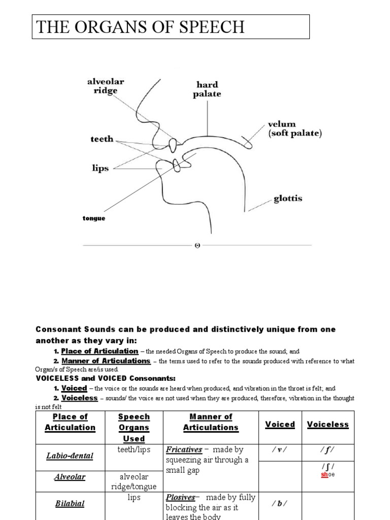 Understanding Speech Organs and Sounds | PDF | Linguistics | Human Throat