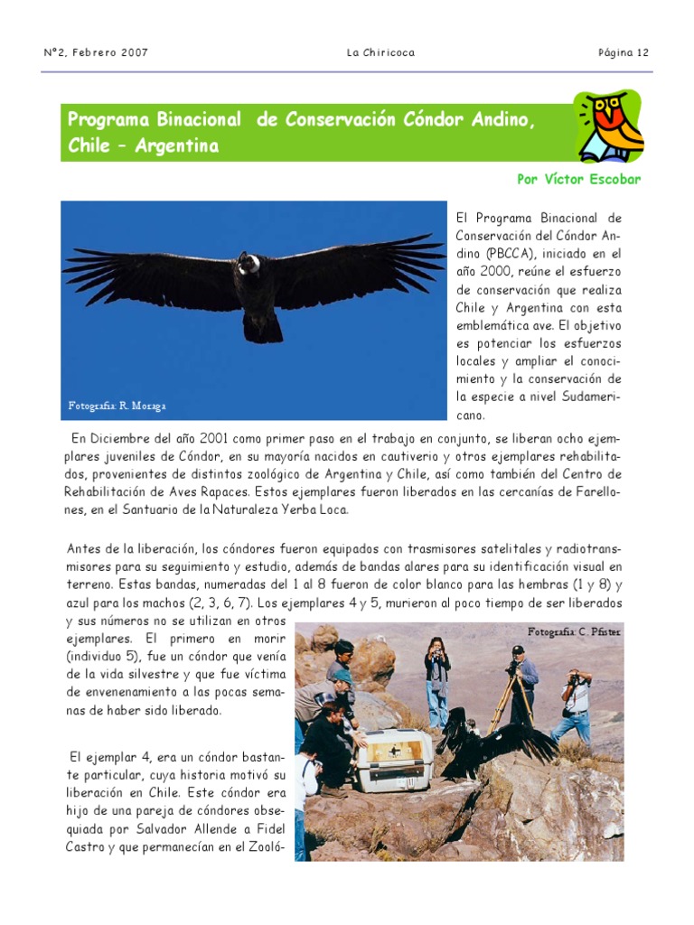 Conservación del Cóndor Andino en Chile-Argentina | PDF | Aves ...