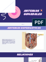 Arterias Gonadales