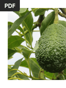 Hass Avocado Farming