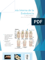 Anatomía Interna Endodontica