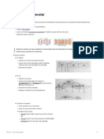 Sistema muscular: funciones y tipos