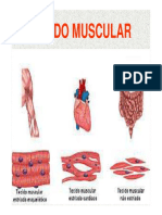 Histologia_-_Tecido_Muscular__-1