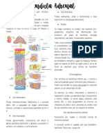 Adrenal