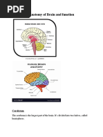 Anatomy of Brain and Function - Naema