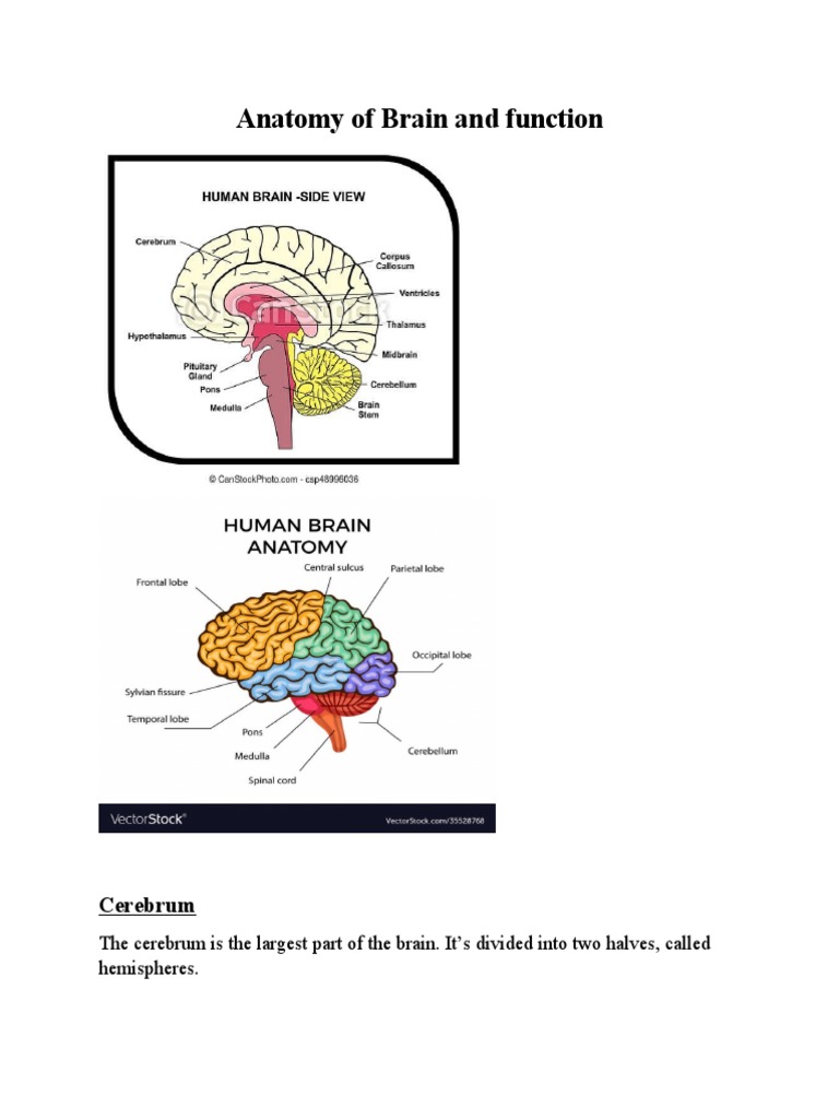 Anatomy of Brain and Function - Naema | PDF | Cerebral Hemisphere ...
