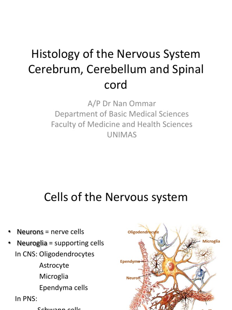 Histology of The Nervous System 2011 | PDF | Cerebellum | Pyramidal Cell
