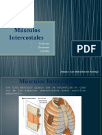 Músculos Intercostales