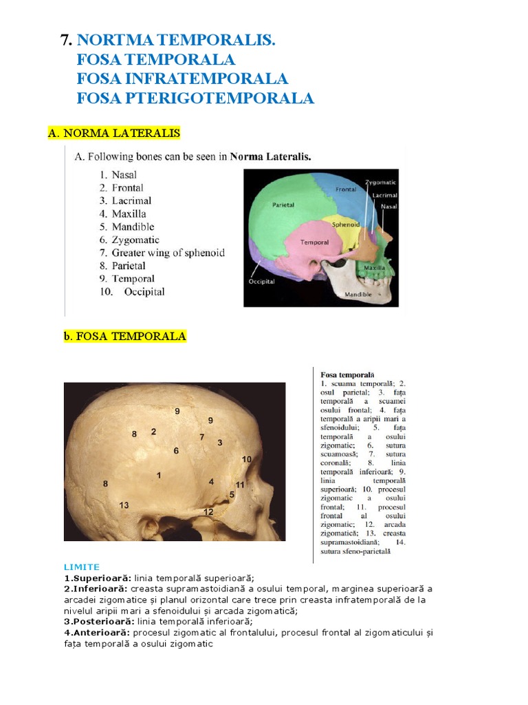 Nortma Temporalis. Fosa Temporala Fosa Infratemporala Fosa ...