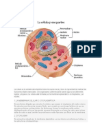 La Célula y Sus Partes