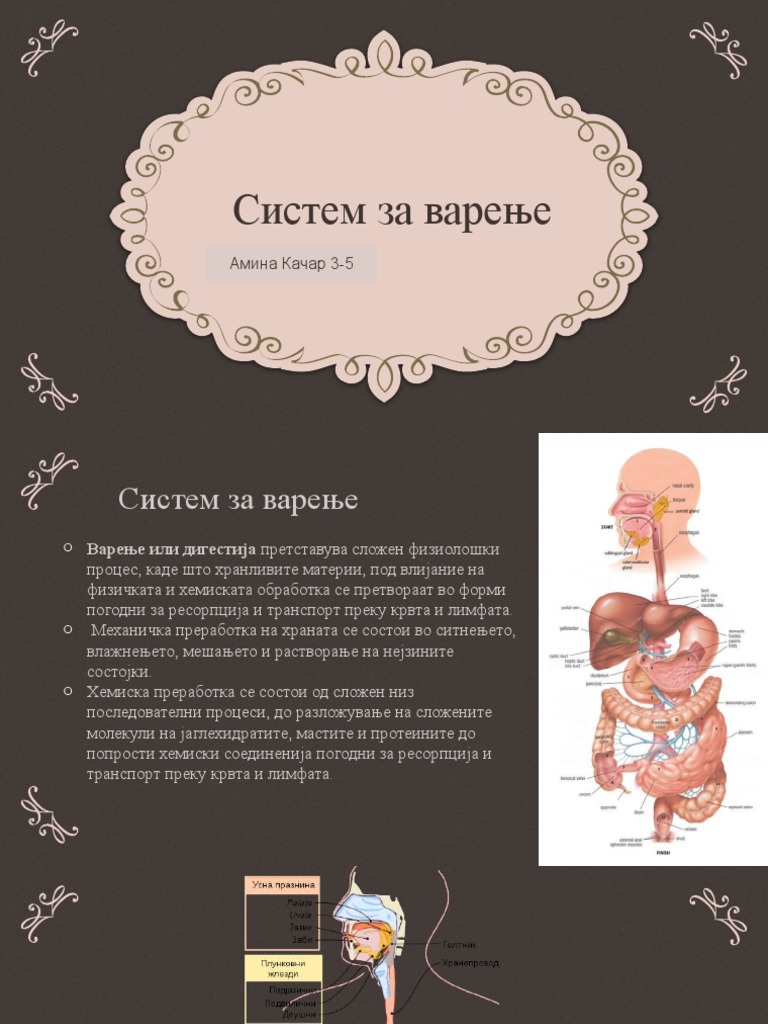 Дигестивен Систем | PDF