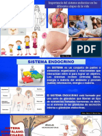 sistema endocrino en el embarazo