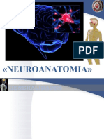 Neuroanatomia Generalidades A Medula Espinal G