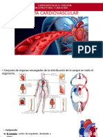 Sistema cardiovascular: anatomía del corazón