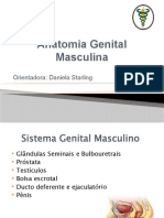 Anatomia Urogenital Masculina
