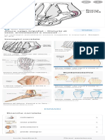 Borsite Alluce - Ricerca Google