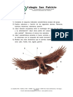 Aves: características y clasificación