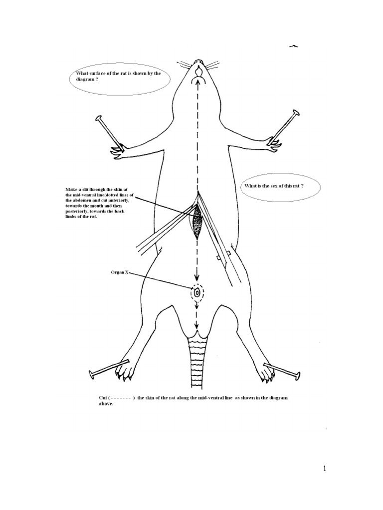 Introduction To Rat Dissection PDF Gastrointestinal Tract Pancreas