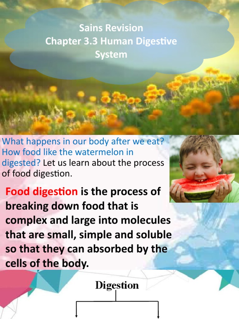 The Process of Human Digestion A Breakdown of the Mechanical and Chemical Breakdown of Food