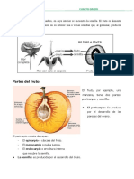 Ficha El Fruto y Sus Partes para Cuarto de Primaria