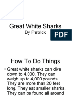 Great White Sharks