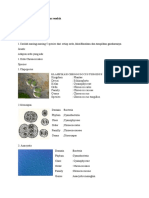 Tugas Taksonomi Tumbuhan Rendah-Bau Rasmiyanti